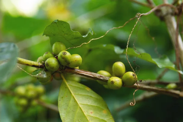 Grãos de café no mato na plantação — Fotografia de Stock