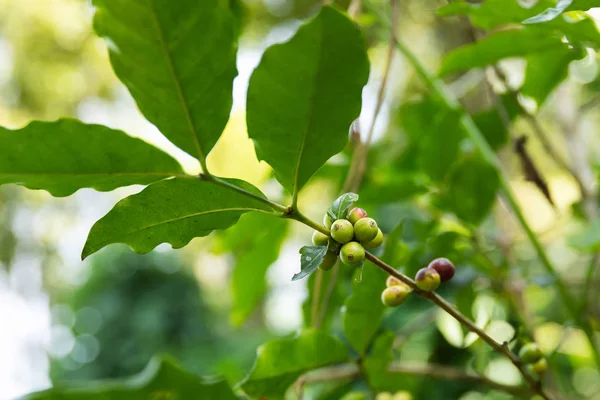 Coffee beans  on the bush at plantation — Stock Photo, Image