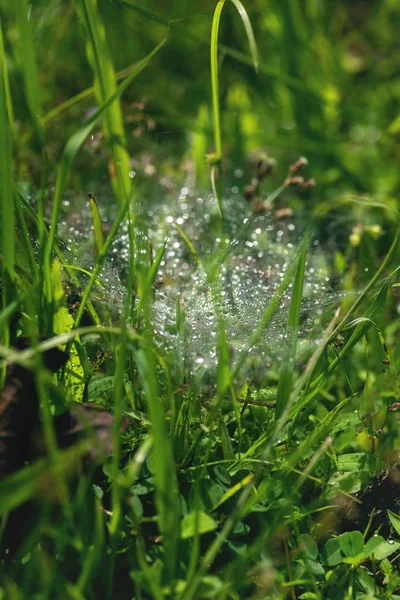 Orvalho da manhã na teia de aranha na grama verde — Fotografia de Stock