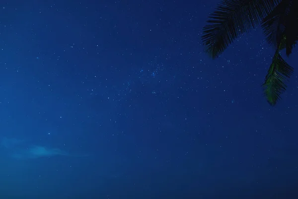 Мальовниче нічне небо з великою кількістю зірок і пальмових дерев — стокове фото