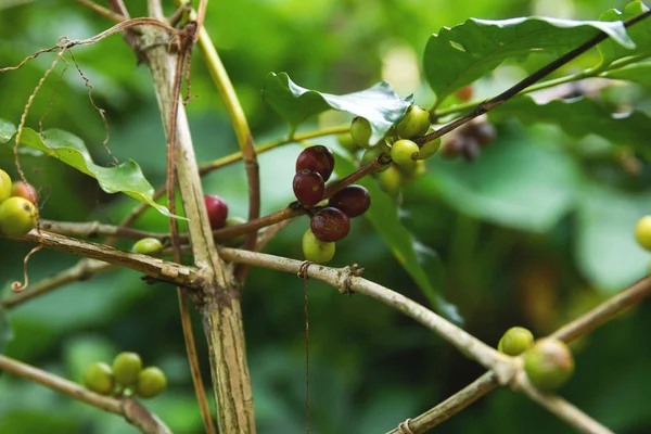 Grãos de café no mato na plantação — Fotografia de Stock