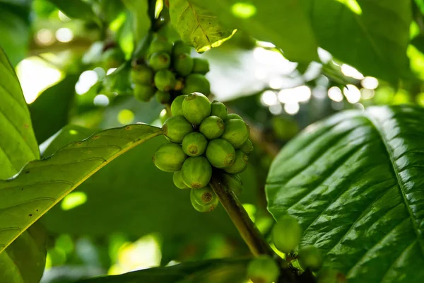 Grains de café sur la brousse à la plantation — Photo