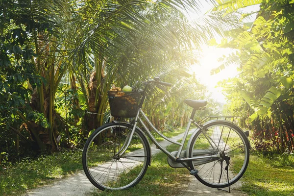 Bicicleta no rústico jardim de frutas tropicais — Fotografia de Stock