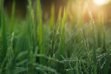 Tarladaki genç yeşil pirinç bitkilerinin yakın çekimi.