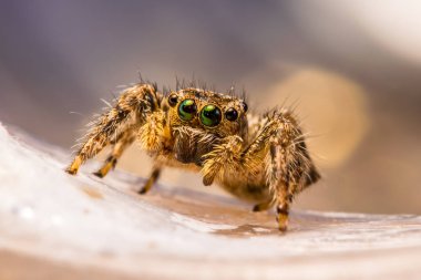 Arka plan üzerinde örümcek atlama.