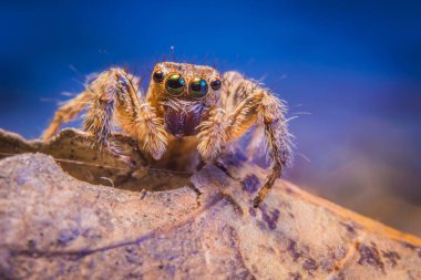 Arka plan üzerinde örümcek atlama.