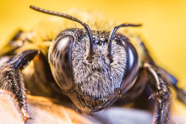 marangoz arı arka plan üzerinde