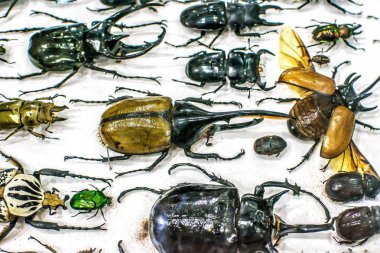 arka plan üzerinde izole böceği