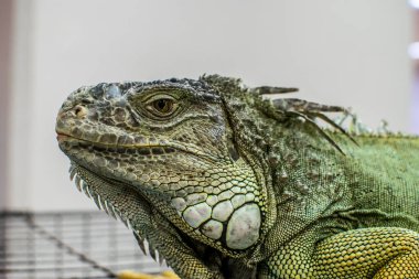 arka yüzünde Iguana