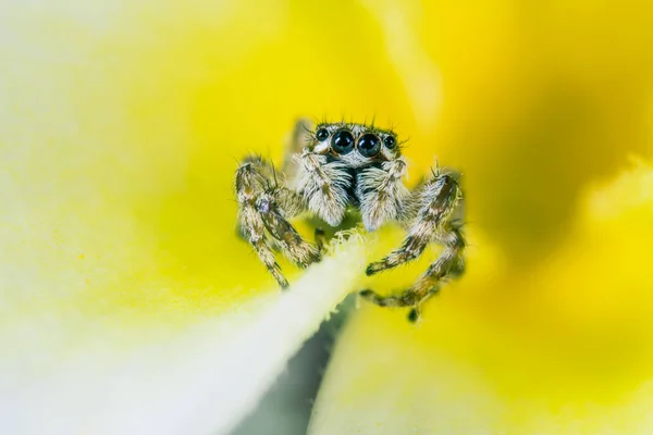 Springende Spin Achtergrond — Stockfoto