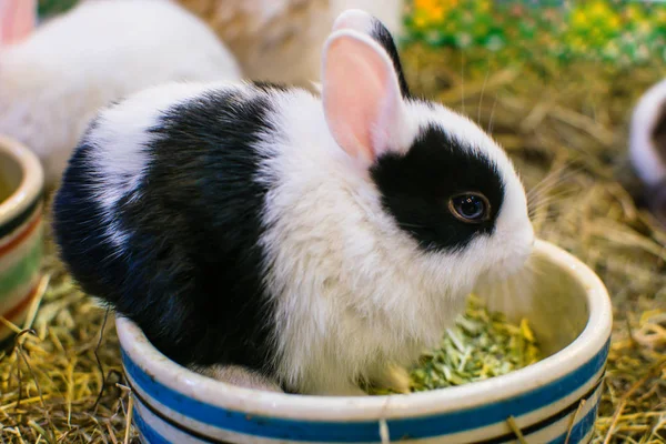 兔子在农场在背景 — 图库照片