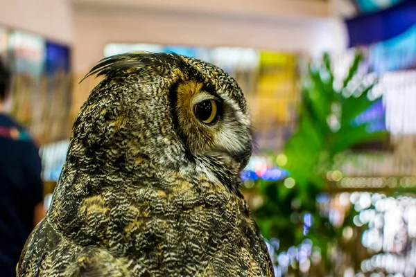 Closeup an owl Eyes on background