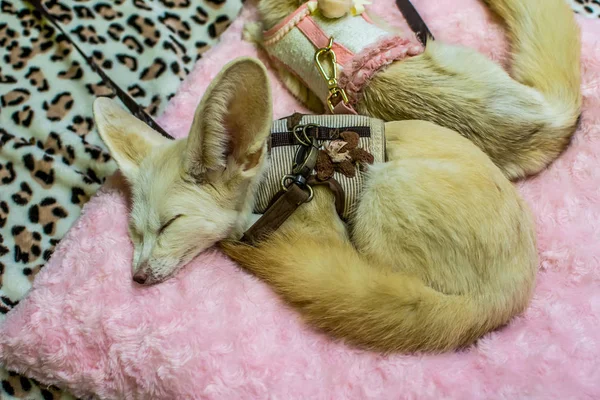 Desert Fox Sleep on background