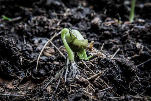 如何种植幼苗生长 — 图库照片