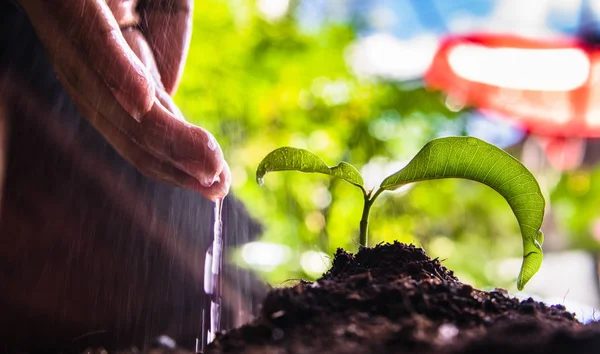 Cómo Plantar Plántulas Crecimiento — Foto de Stock