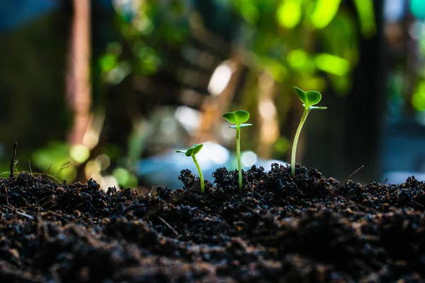 Come Piantare Piantine Crescita — Foto Stock