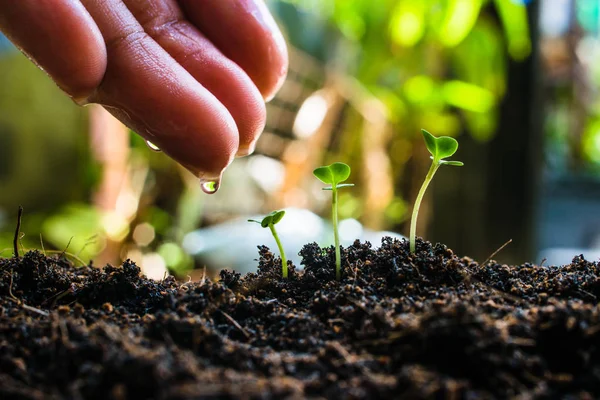 Hoe Plant Zaailingen Groei — Stockfoto