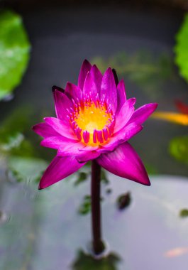 pembe çiçek alanındaki bahçede çiçek çiçeklenme  