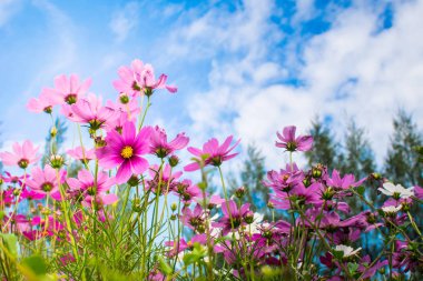 pembe çiçek alanındaki bahçede çiçek çiçeklenme  