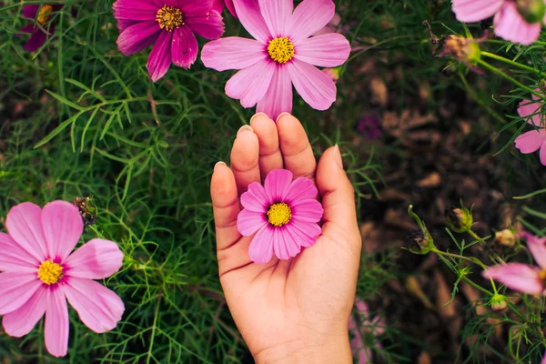 pembe çiçek alanındaki bahçede çiçek çiçeklenme  