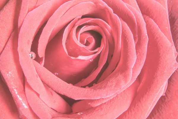 Розовый Цветок Цветущий Поле Цветущий Саду — стоковое фото