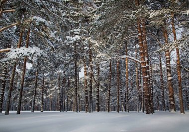 Kış ormanda. Çam ormanı.