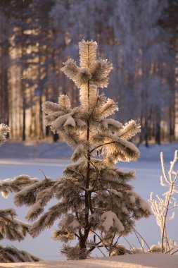 Akşam ışığı Noel ağacı. Sibirya