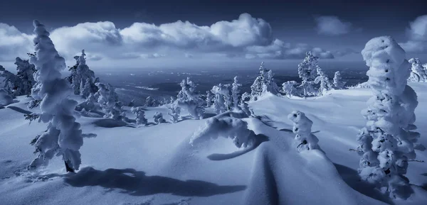 Снежный Ком Деревья Зимой — стоковое фото