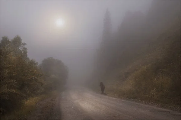 Koně Mlhavo Stezka — Stock fotografie