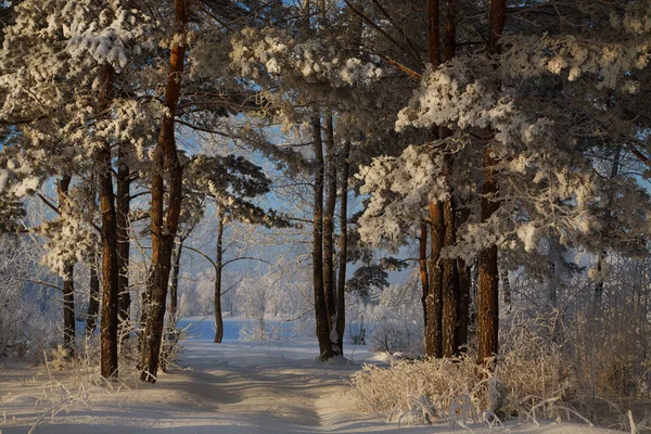 Zimowa Opowieść Lesie Siberia — Zdjęcie stockowe