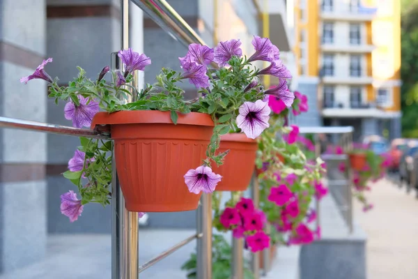 Красивые Фиолетовые Цветы Цветочных Горшках Улице Летнем Городе Концепция Оформления — стоковое фото