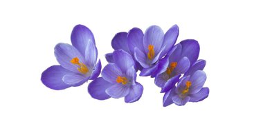 Güzel beyaz izole çiğdemler ilk bahar çiçekleri