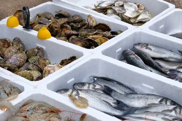 Assortiment van verse vis, garnalen en schelpdieren van verschillende tinten. Vismarkt. — Stockfoto