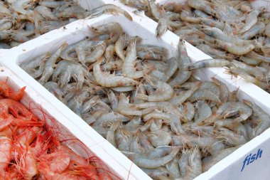 Taze karides farklı tonlar yelpazesine. Balık Pazarı.