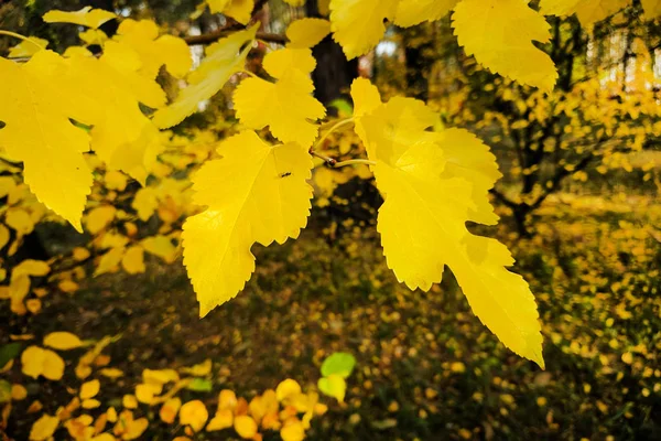 Feuilles Brillantes Automne Sur Fond Flou Arbres Jaunes — Photo