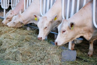 İnekler süt çiftlikte saman yiyor. Tarım, tarım ve Hayvancılık kavramı.