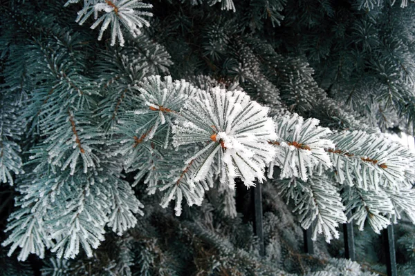 Ramo d'albero di Natale con neve. Rami di abete rosso con gelo . — Foto Stock