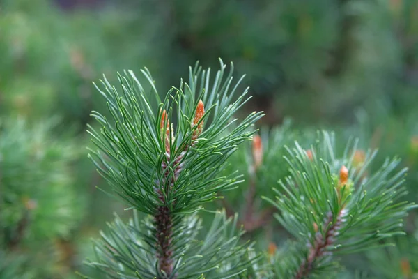 Ramo di abete verde fresco in foresta su sfondo sfocato. Rami di pino. Concetto Natale . — Foto Stock