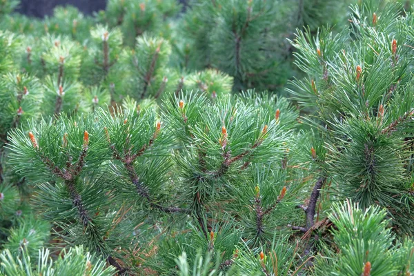 Fresh green fir branch in forest on blurred background. Christmas tree branches. — Stock Photo, Image