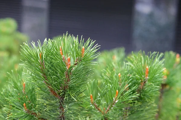 Ramo di abete verde fresco in foresta su sfondo sfocato. Rami di pino . — Foto Stock