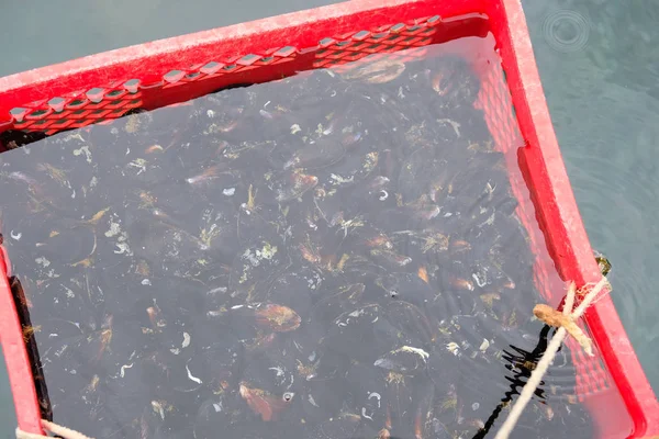Färska musslor i röd behållare i vatten säljs i hamn. Fiskmarknad. — Stockfoto