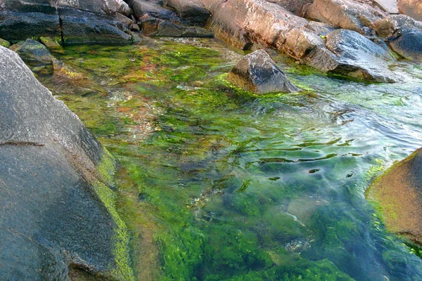 Green and brown algae in clear sea water near rocks