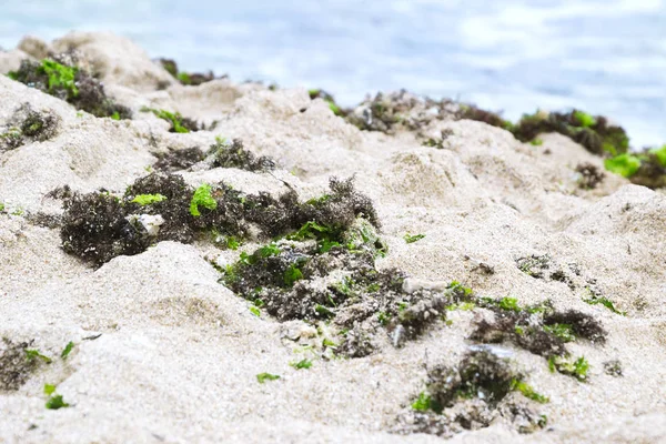 Зеленые и коричневые водоросли на песчаном пляже возле моря . — стоковое фото