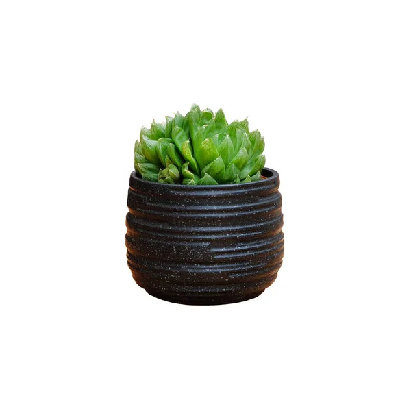 Plante succulente verte dans un pot noir isolé sur fond blanc . — Photo