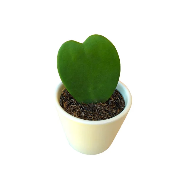 Hoya kerrii Craib σε κατσαρόλα που απομονώνονται σε λευκό φόντο. Σε σχήμα καρδιάς πράσινα φρέσκα φύλλα. — Φωτογραφία Αρχείου
