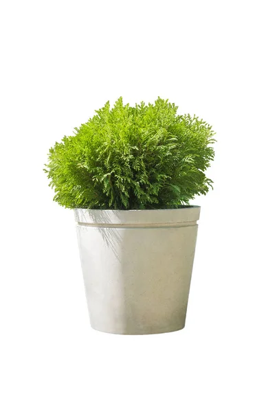 Outdoor pot with cypress in landscape design isolated on white background. Container gardening. — Stock Photo, Image