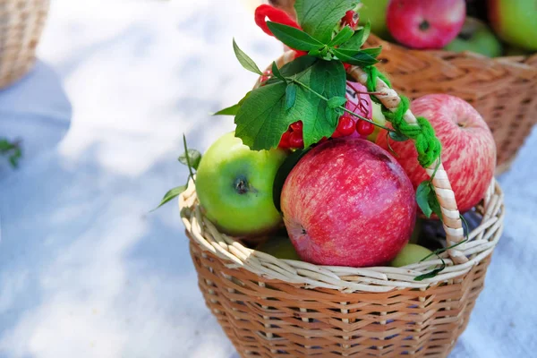 Biologische verse en kleurrijke appels in de mand. Herfst oogst begrip. — Stockfoto