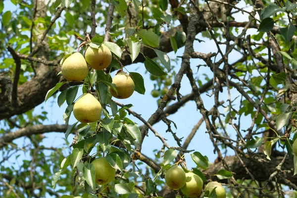 Organic ripe yellow pears hanging from tree branch in orchard. Autumn harvesting. — Stock Photo, Image