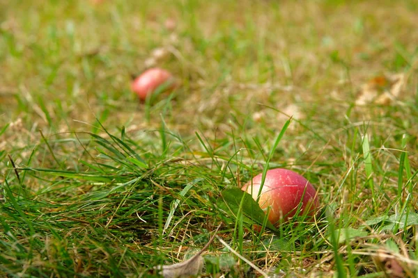 As maçãs vermelhas suculentas orgânicas estão no chão na grama verde no pomar da maçã. Colheita de outono . — Fotografia de Stock