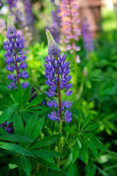 Mor ve menekşe lupin grup. Lupin üzerinde bulanık yaz çiçek arka plan
